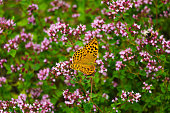 Beautiful butterfly pollinates flowers in the garden in spring or summer.