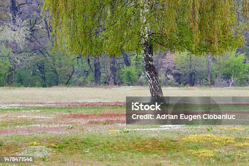 istock Hainberg, a nature reserve in spring season 1478471546