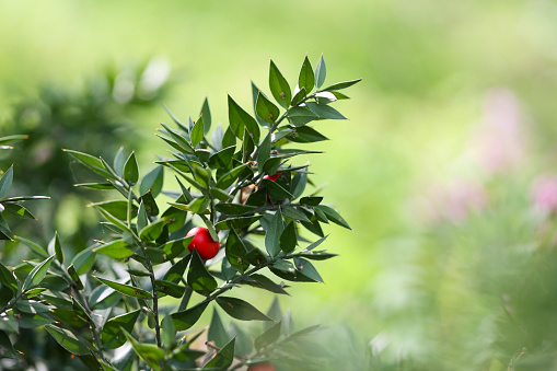 Ruscus aculeatus, known as Butcher's broom, is a low evergreen dioecious Eurasian shrub.