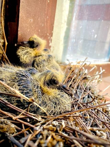 istock New born pigeon baby 1478478673