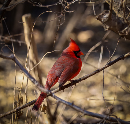 A beautiful red cardinal