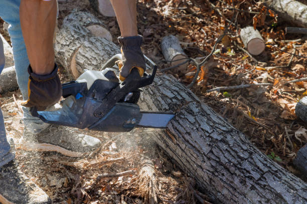 istock Woodcutter saws tree with using hand chainsaw in the forest after hurricane 1478481344