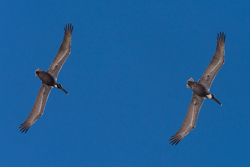 A pair of pelicans fly in formation above the Johnson Beach National Seashore in Pensacola, Florida, on March 30,2023.