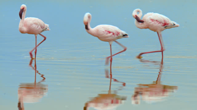 Group of beautiful pink flamingos walking in a row through a calm pond,small bird is following them,Amboseli National park,Kenya