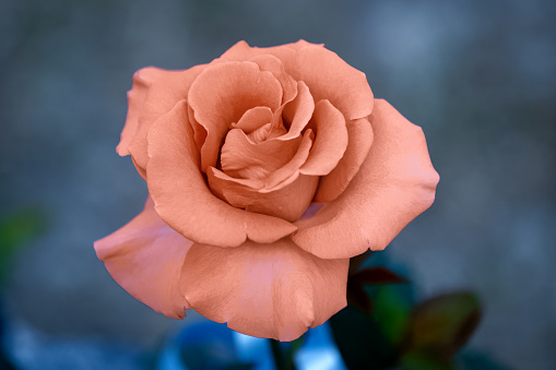 Pink, red rose floral background macro close up