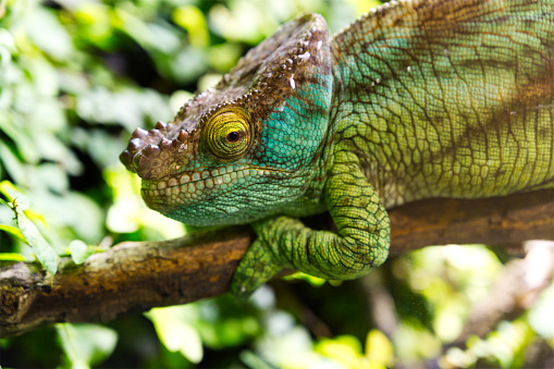 Close-up of a colorful chameleon on a branch with an open eye