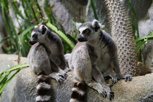 A pair of lemurs from Madagascar sitting together
