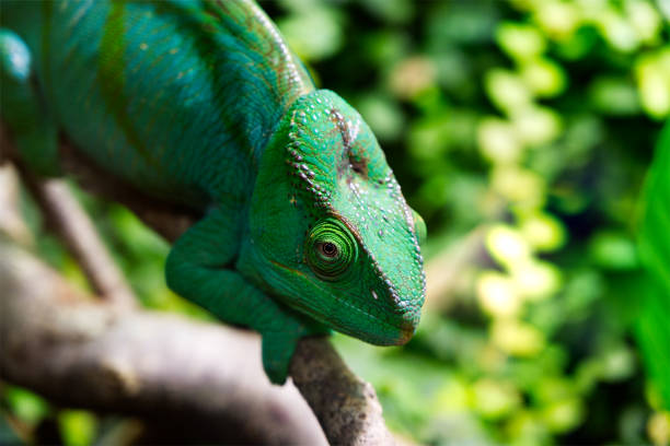 istock Close-up of a green chameleon with an open eye 1478484238