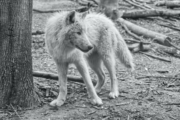 Black and White wolf stay vigilant in the forest taking care