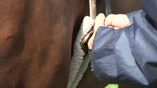 saddle is attached to the horse