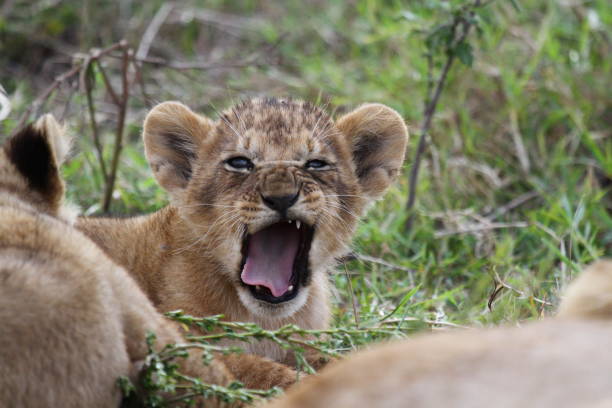 istock Lion cub yawning and frowning closeup 1478487704