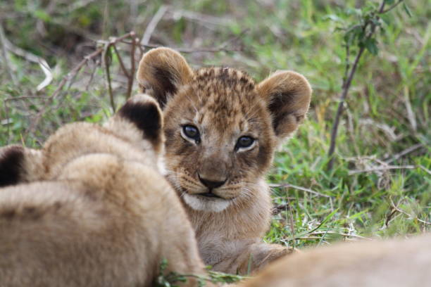 istock Baby lion cub looking into camers, portrait 1478487953