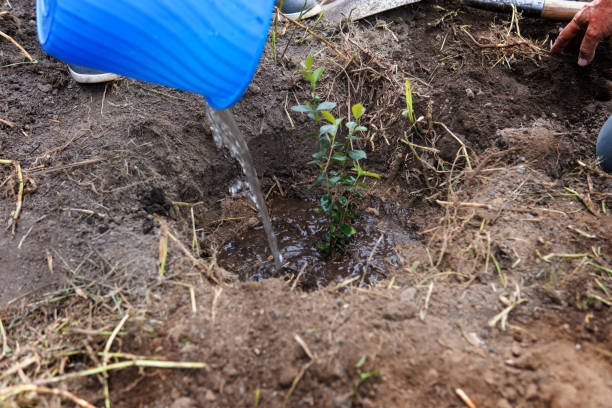 istock Blue container with water watering a newly planted tree 1478488017