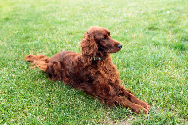 istock Beautiful Irish Setter dog is lying in grass on a beautiful summer day. Copy space 1478488829