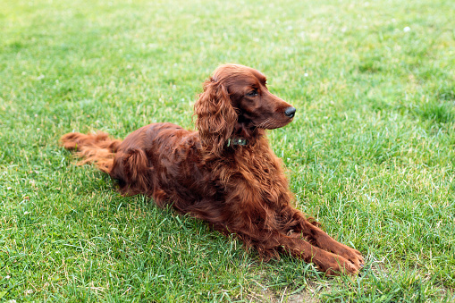 Beautiful Irish Setter dog is lying in grass on a beautiful summer day.