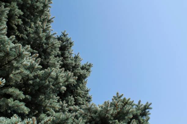 A pine green tree in the middle of a blue sky background of Mediterranean Sea