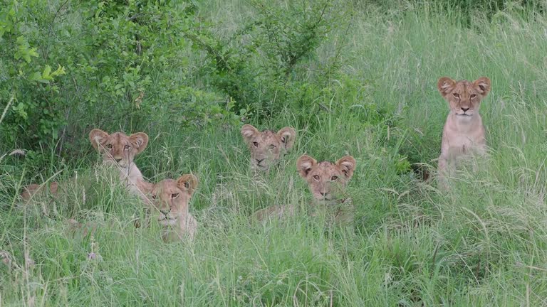 A lion cubs in nature