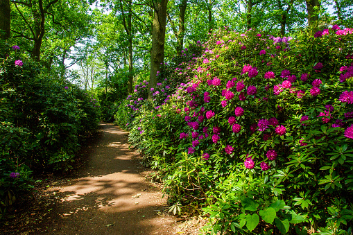 Purple rhododendron bushes  and and garden path next  to Japanese garden in the Hague (Clingendael estate).  May, 26