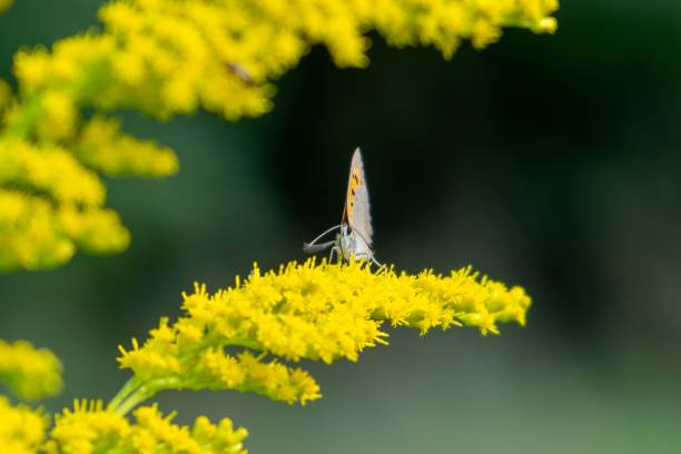 istock Butterfly sitting on the road, grass, or on flower. 1478490912