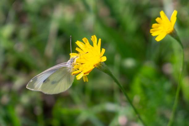 istock Butterfly sitting on the road, grass, or on flower. 1478490950