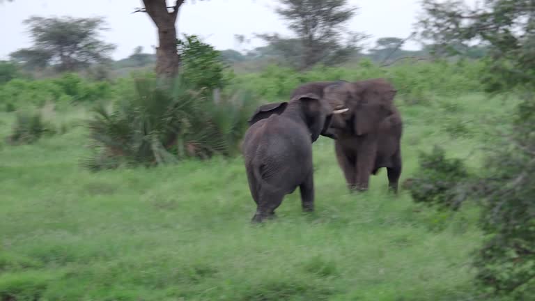 African elephants in the wild