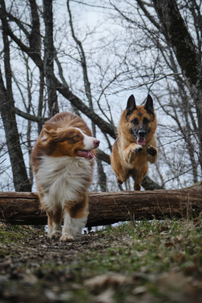 istock Two energetic dogs on walk. Aussie runs alongside. Front view. Concept pets actively and have fun outside in forest in early spring. German Shepherd quickly runs forward and jumps over log. 1478494048