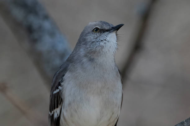 istock Close-up of northern mockingbird on tree branch. 1478494432