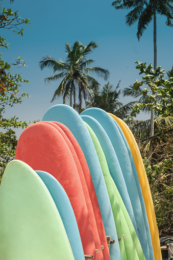 Surfboard and palm tree on beach background. Set of different color surf boards on sandy seacoast in Sri Lanka. Vertical format. Hiriketiya Beach Dickwella.