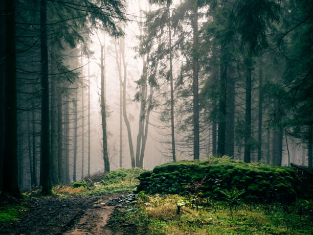 istock Mysterious foggy forest 1478495163