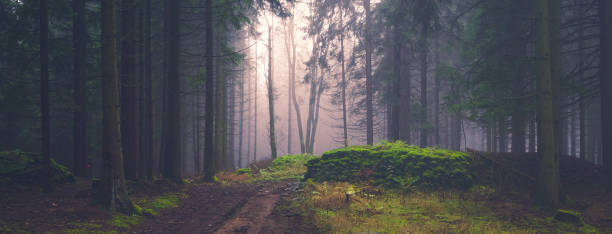 istock Mysterious foggy forest 1478495187