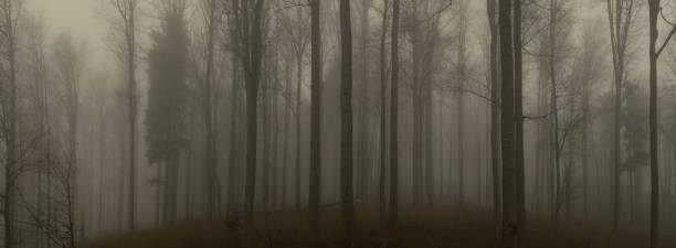 istock Creepy beech trees forest in Jeseniky mountains at autumn 1478495217