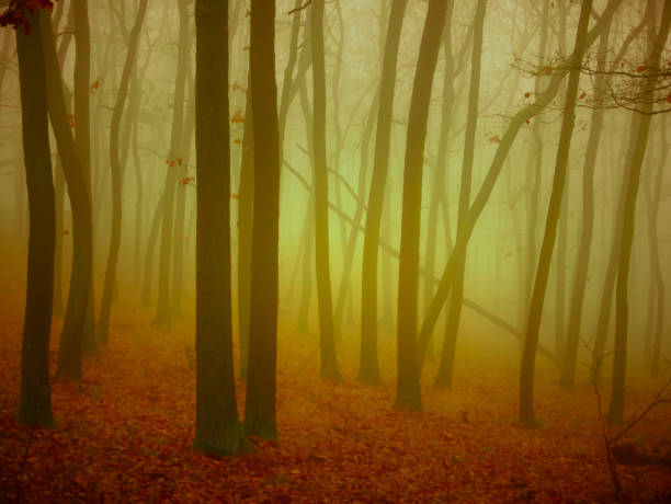 istock Mysterious foggy forest 1478495380