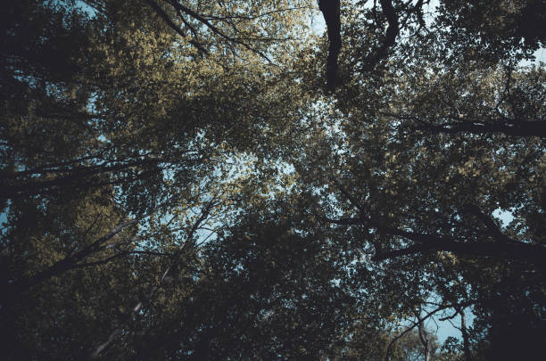 istock Tree crowns against the sky in twilight hours 1478495396