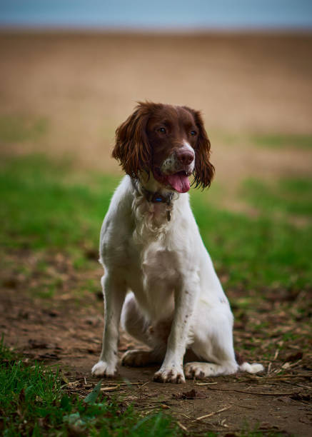 istock English Springer Spaniel , UK 1478496602