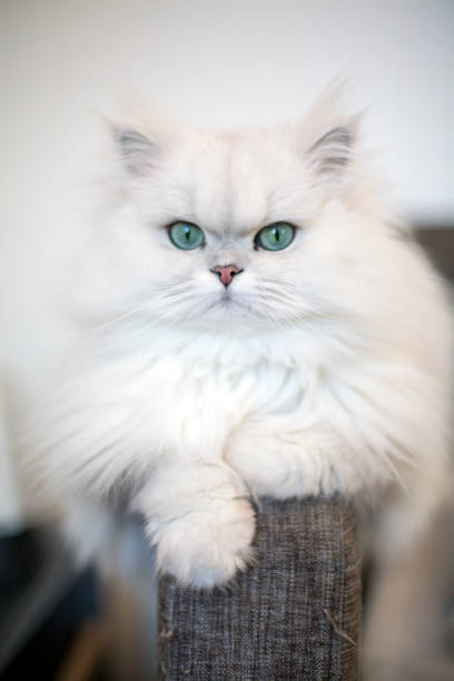 weisse perserkatze - animal fur domestic cat persian cat stock-fotos und bilder