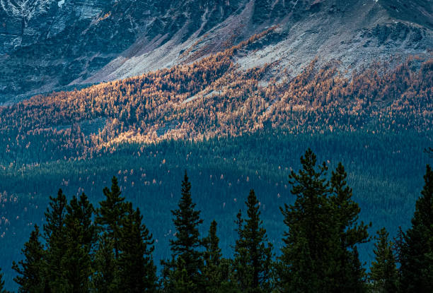 istock Larches of Alberta 1478498137