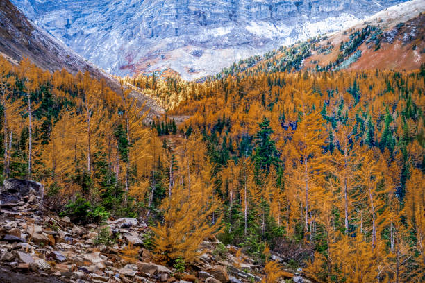 Larche forrest in the Pocaterra Cirque