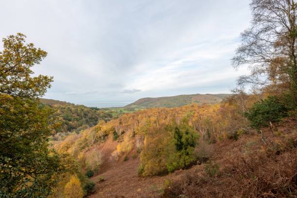istock Horner woods in Somerset 1478501543