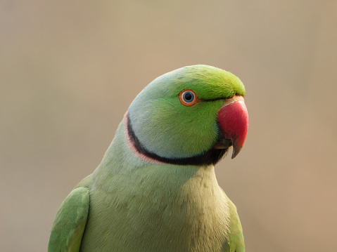 Portrait of a rose-ringed parakeet