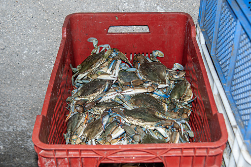 Blue crabs (Callinectes sapidus) in the vault