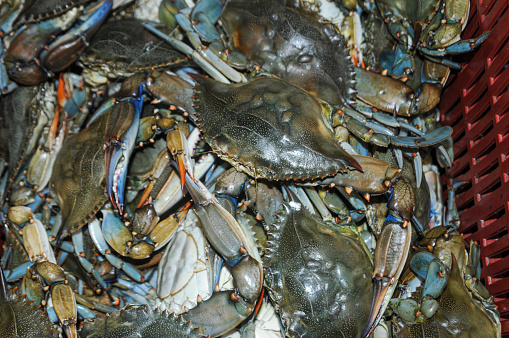 Gathered blue crabs (Callinectes sapidus)