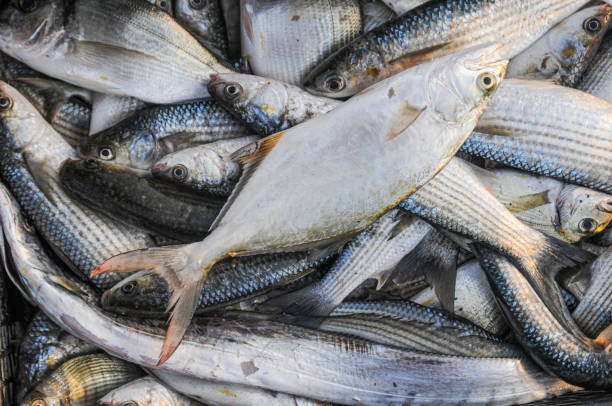 Lamb Fish – Fish and mullet known as yellowtail (Seriola dumerili) or Amberjack