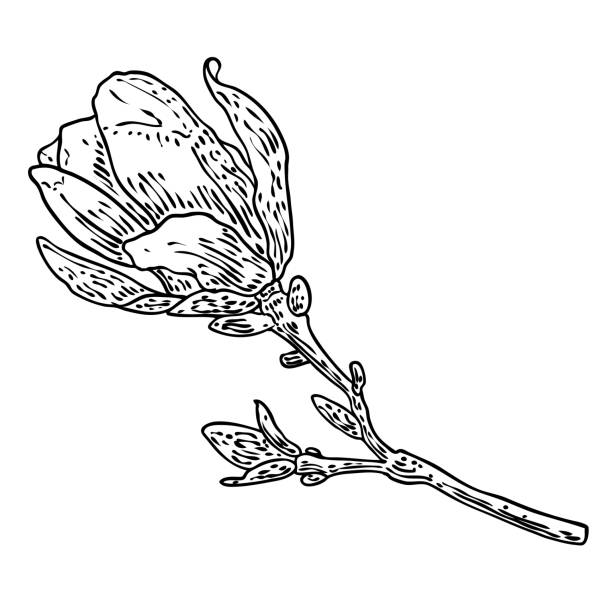 나뭇 가지에 목련 머리. 봄 꽃이 핀다. 숲이나 공원의 실제 나무로 만든 식물 삽화. 나뭇 가지에 목련 꽃 측면보기, 흰색에 고립. 벡터. - sweet magnolia tree blossom white stock illustrations