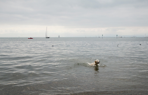 Dog is playing in the water and holding a piece of wood in its mouth. The dog swims back.