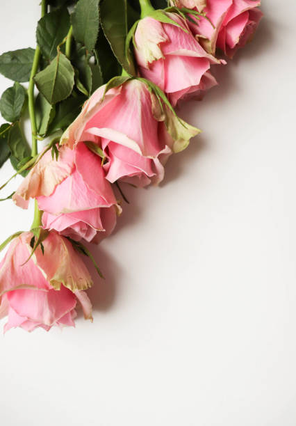 istock greeting card layout. bouquet of roses on a white background 1478507580