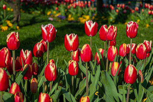Red tulip flowers in the city park