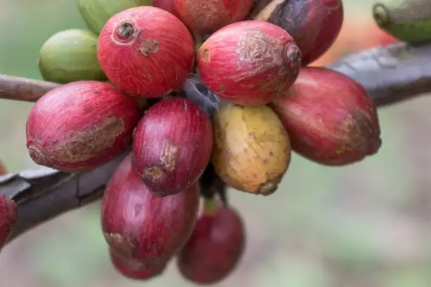 ripe and semi-ripe coffee beans on the tree