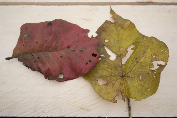 leaves that fall from the tree