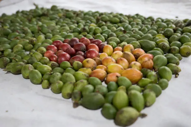 a pile of coffee that has been picked from the tree