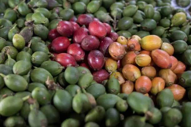 a pile of coffee that has been picked from the tree